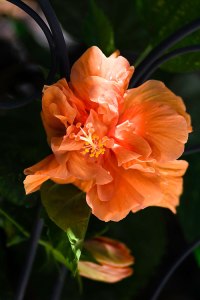 Apricot Hibiscus © Jamie B. Banta