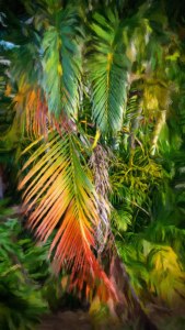 Palm Glow 2 © Jamie B. Banta
