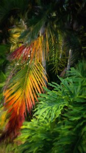 Palm Glow © Jamie B. Banta
